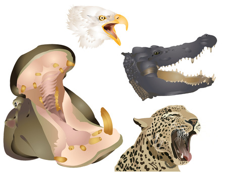 Amazing animal setのイラスト素材