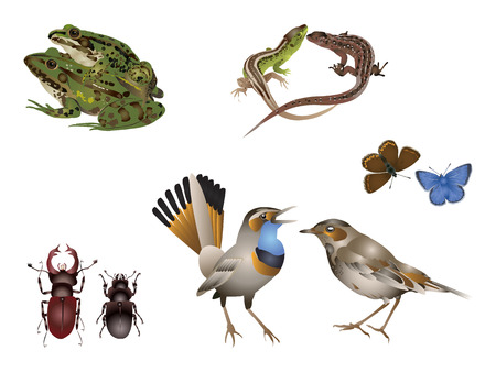 Animal couples illustrationsのイラスト素材