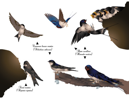 Swallowsのイラスト素材