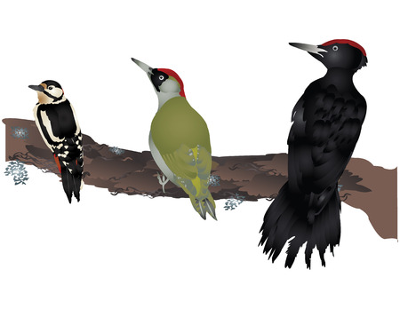 Woodpeckersのイラスト素材