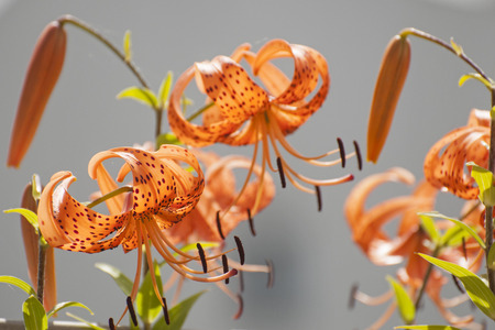 Liliesの写真素材