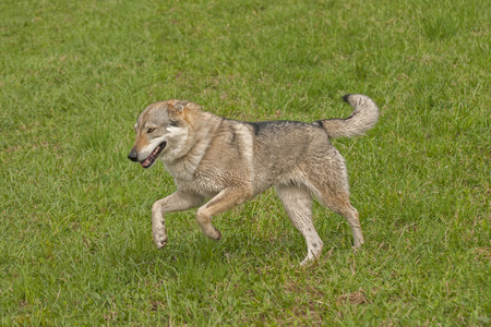 Czechoslovakian wolfdog;
