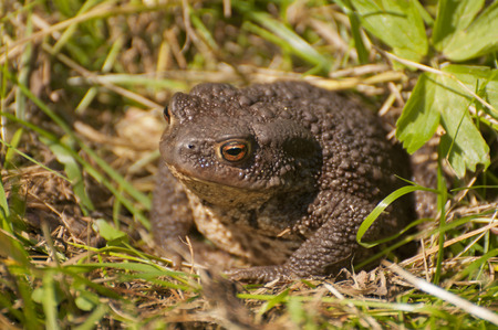 European toadの写真素材