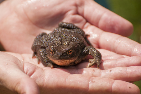 European toadの写真素材