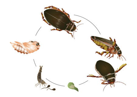 Life cycle of great diving beetleのイラスト素材