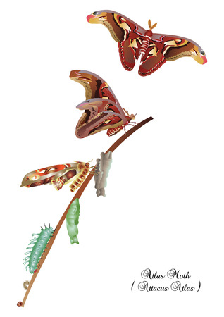 Life cycle of atlas mothのイラスト素材