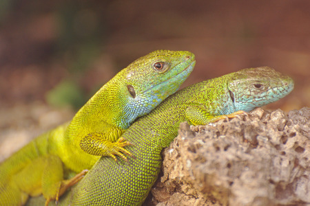 European green lizardsの写真素材
