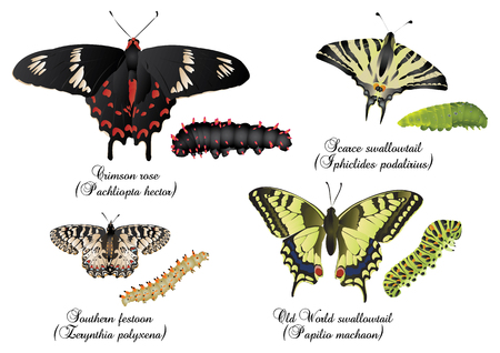Amazing butterflies set - Swallowtailsの写真素材