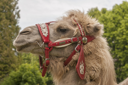 Bactrian camelの写真素材