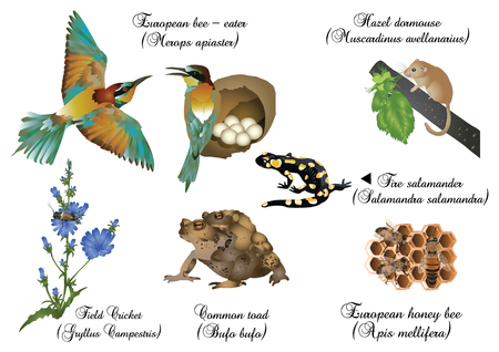 Amazing nature set - European animals.のイラスト素材
