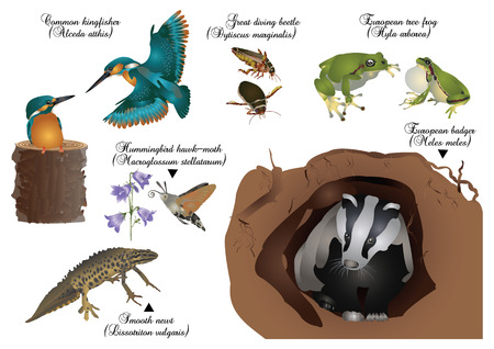 Amazing nature set - European animalsのイラスト素材