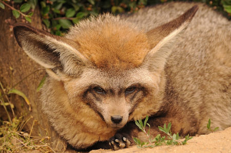 Bat-eared foxの写真素材