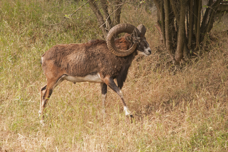 A wild mouflon in the jungleの写真素材