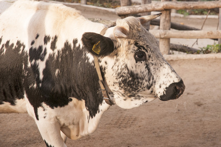 Pusertaler cattleの写真素材