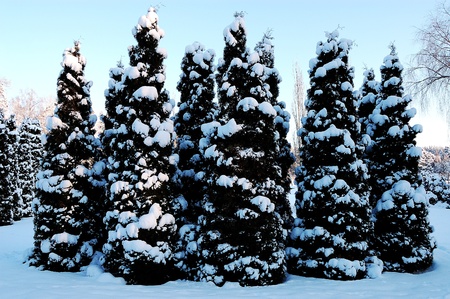 Small Christmas trees covered with snowの写真素材