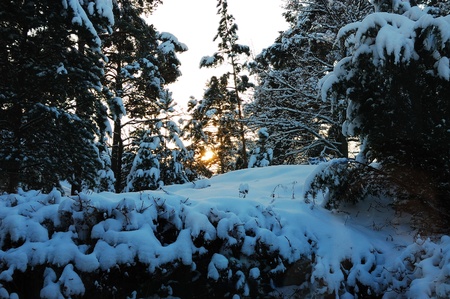 Snow covered forest at sunriseの写真素材