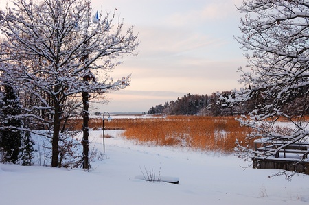 Winter landscape with rush on a frozen lakeの写真素材
