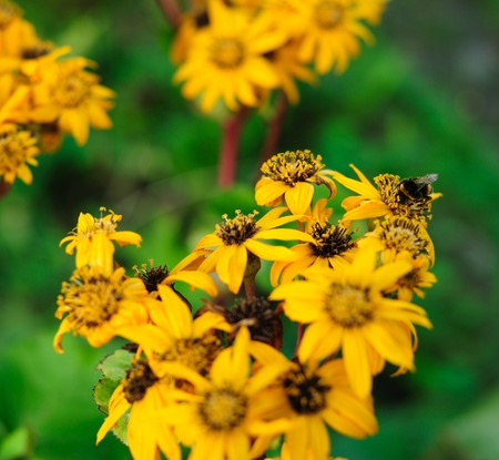 Leopard Plant flower and a bumble-bee on itの写真素材