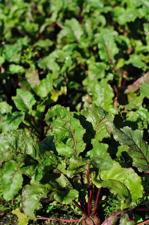 Beet-root in the vegetable gardenの写真素材