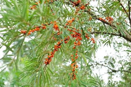 Sea-buckthorn branches with bright fruit