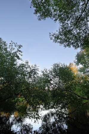 Willows bending over the pondの写真素材