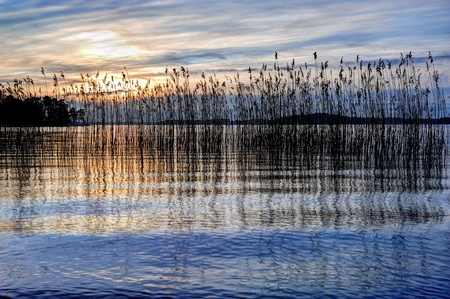 Landscape with reed at sunset Landscape with reed at sunset