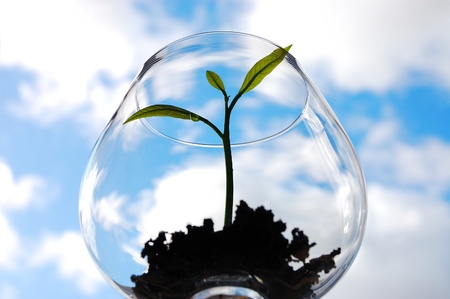 Sprout in a glass against blue sky backgroundの写真素材