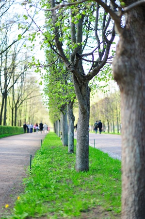 Green alley in the parkの写真素材