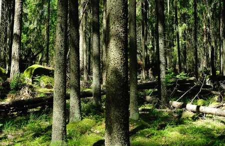 Sunny forest with pines and fir-treesの写真素材