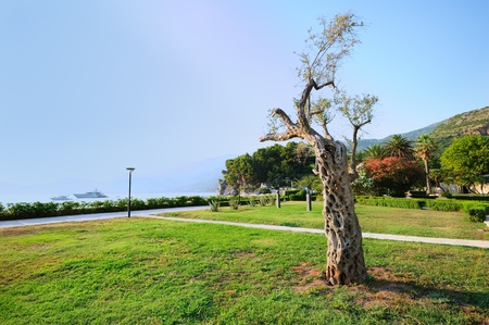 Southern sea landscape with an old olive tree near promenadeの写真素材