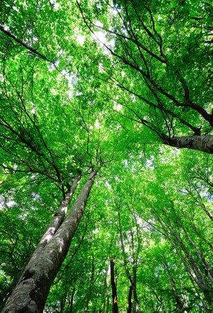 Bright light green vertical forest background with aspensの写真素材