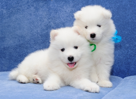 Two funny puppies of Samoyed dog (also known as Bjelkier), one with tongue outの写真素材
