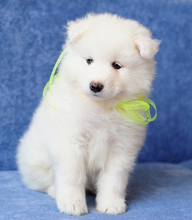 Fluffy white puppy of Samoyed dog (or Bjelkier) with a bright lemon ribbonの写真素材