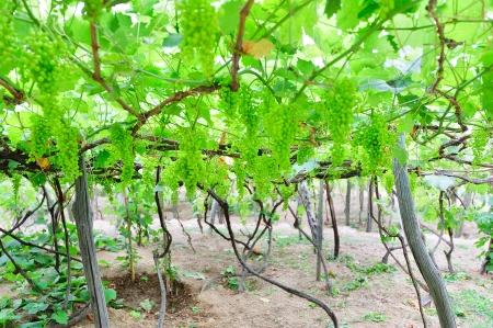 Vines in an Italian vineyard with bunches of grapes (Liguria, Italy)の写真素材