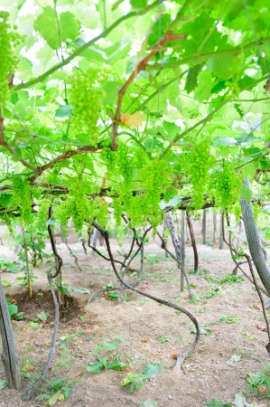 Vines in an Italian vineyard with bunches of grapes (Liguria, Italy)の写真素材