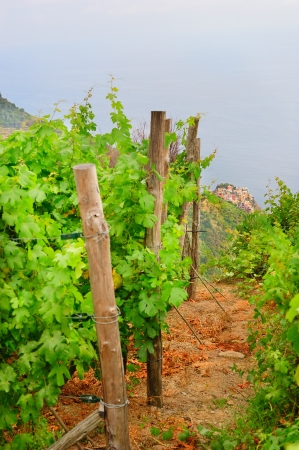 Scenery of Italian village Manarola with vines in the foregroundの写真素材