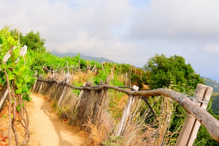 Vines in an Italian vineyard in Liguriaの写真素材