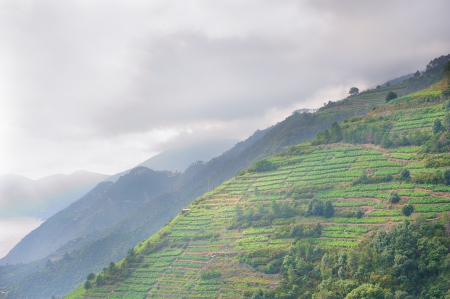 Italian vines scenery - hillside in the National park of Cinque Terre, Italyの写真素材
