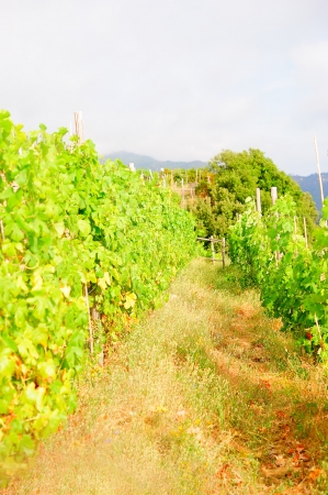 Vines in an Italian vineyard in Liguriaの写真素材