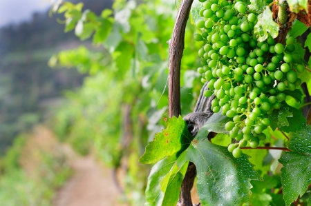 Bunch of grape in an Italian vineyard in Cinque Terreの写真素材