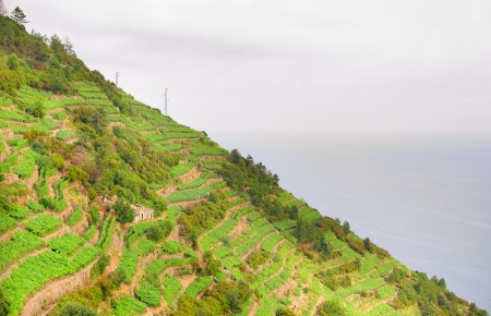 Landscape with vines on the hillside in Cinque Terre, Italyの写真素材