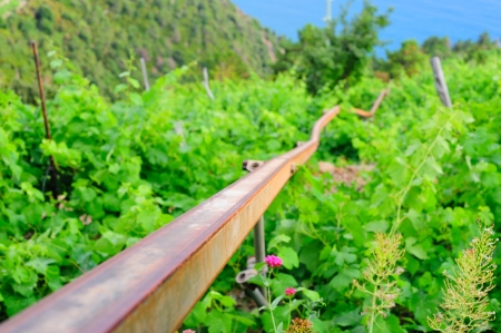 Mechanical contrivance for getting down the vine hill in Italyの写真素材