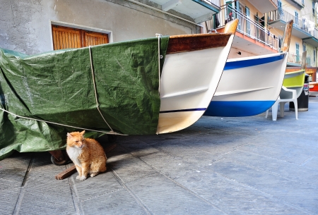 Red cat and fishing boats in an Italian village Manarola (Cinque Terre, Italy)の写真素材