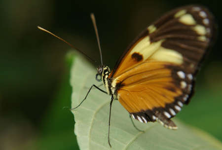 the ecuadorian butterfly