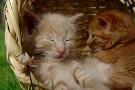 two sleeping kitten in the basketの写真素材