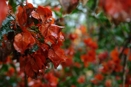 after the rain