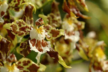 the amazonian orchidの写真素材