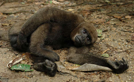 The amazonian rain forest monkey