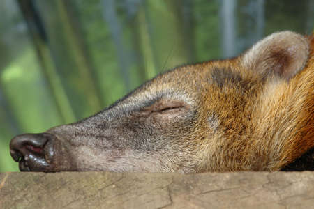 sleeping koati. amazonian rain forest. ecuador. south americaの写真素材