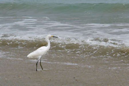 the ecuadorian white heron on pacific ocean. ecuadorの写真素材
